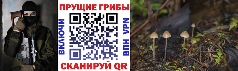 купить  цена  Звенигово  мега как зайти  Псилоцибиновые грибы мицелий 